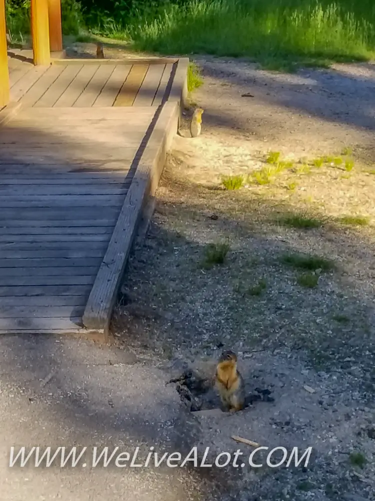 Gophers indian creek campground priest lake idaho