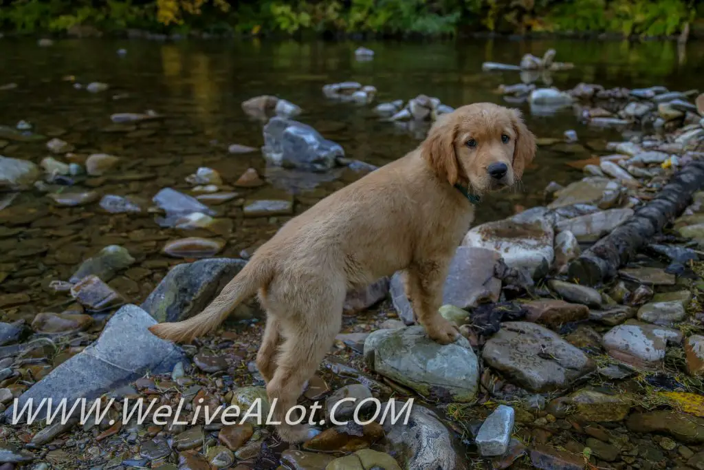 Little North Fork Of CDA River Golden Retriever Puppy