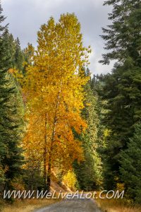 North Idaho Forest In The Fall