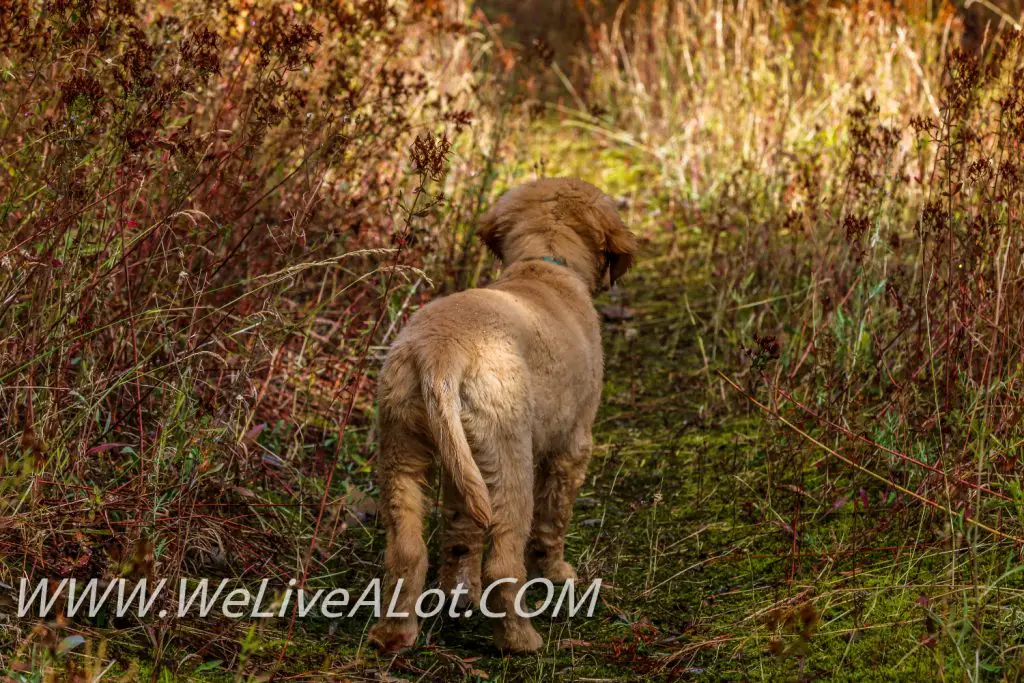 golden retriever puppy on trail in north idaho