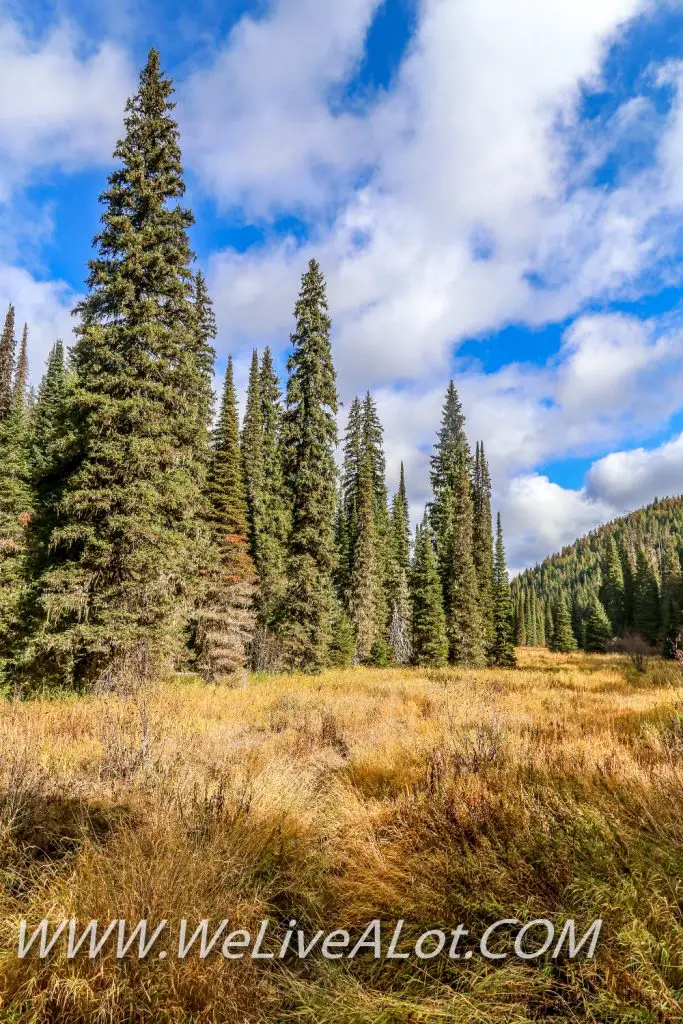 North Idaho Fall Colors Dirt Road