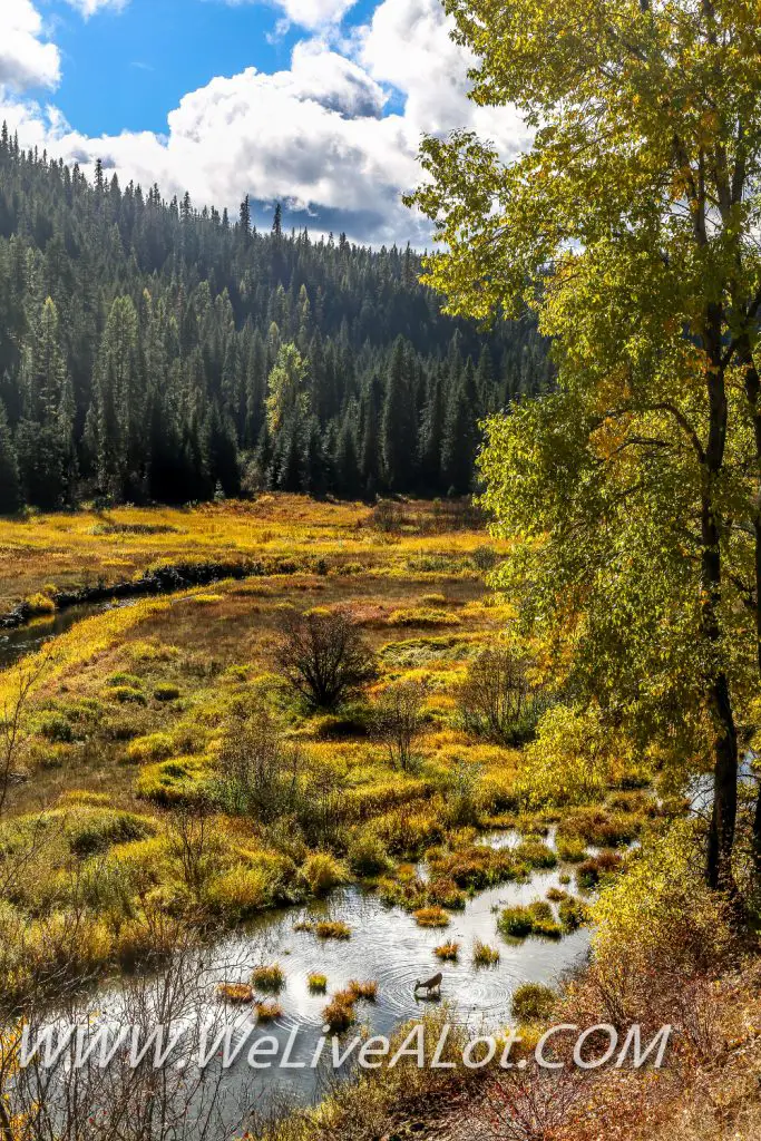 A deer eating in north idaho forest