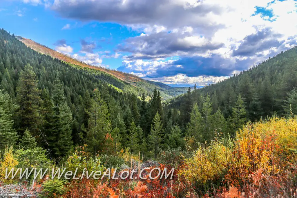 Fall Colors In North Idaho Forest