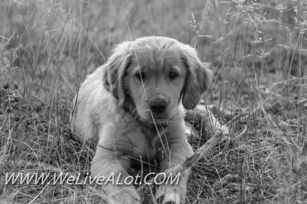 golden retriever puppy in the woods