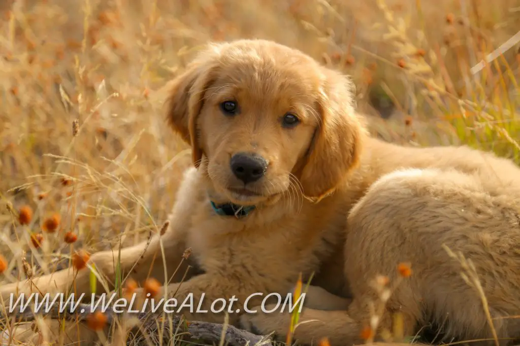 lden Retriever Puppy Idaho