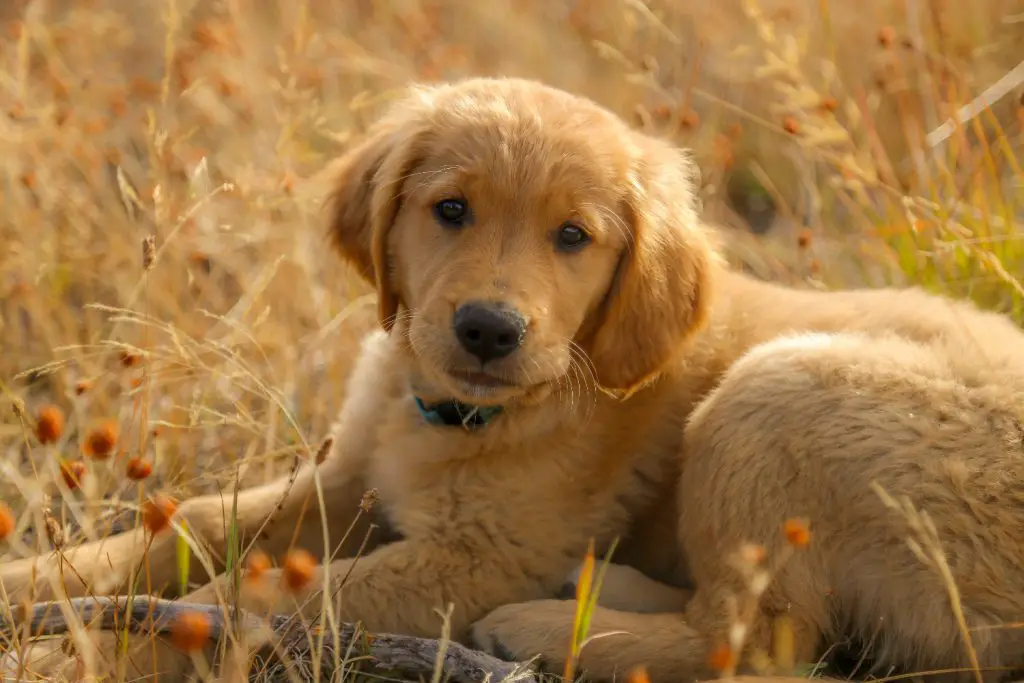 golden retriever puppy