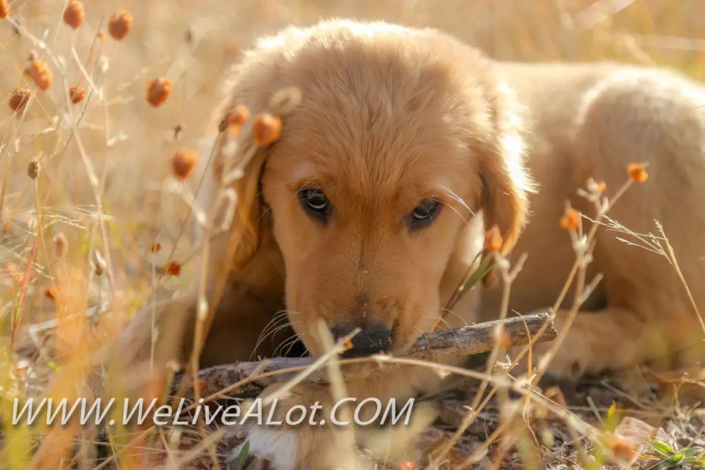 golden retriever puppy chewing on stick