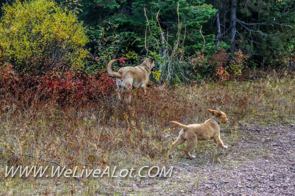 golden retriever puppy and german shepherd lab mix playing