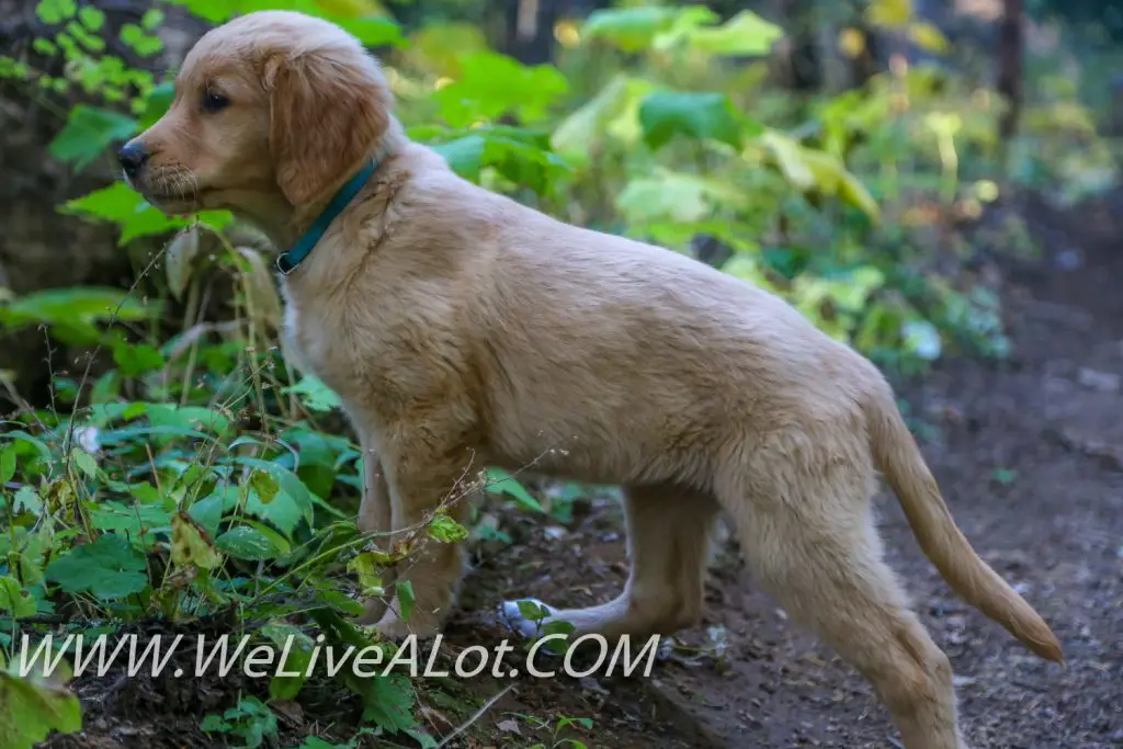 golden retriever puppy on forest trail
