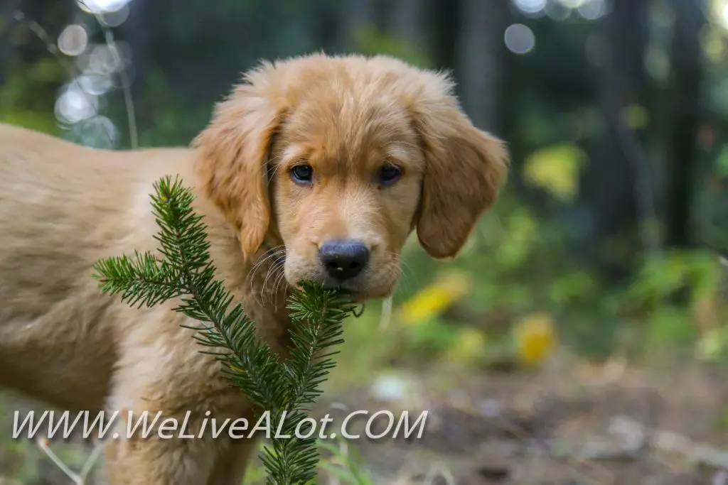 Golden Retriever Puppy pine tree