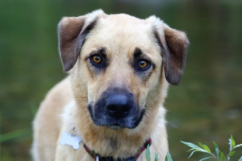 german shephard lab mix