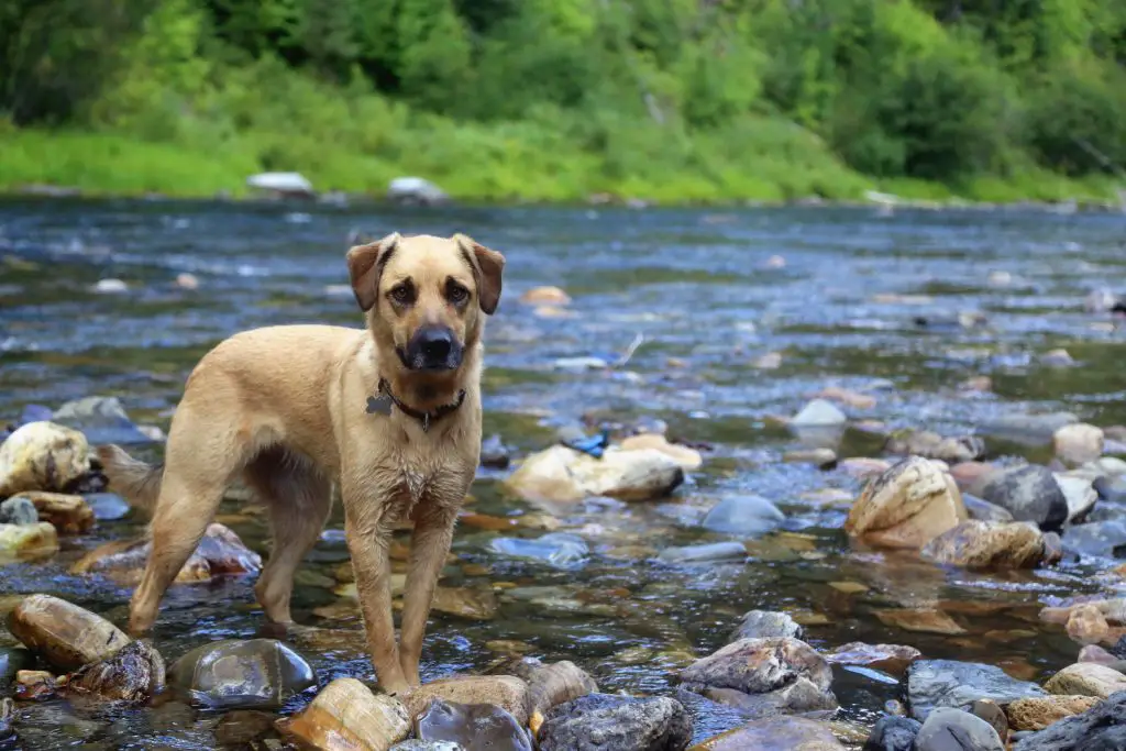 Dog On St Joe River