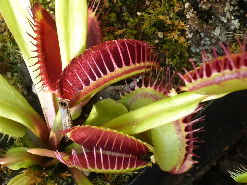 fun facts about venus flytraps