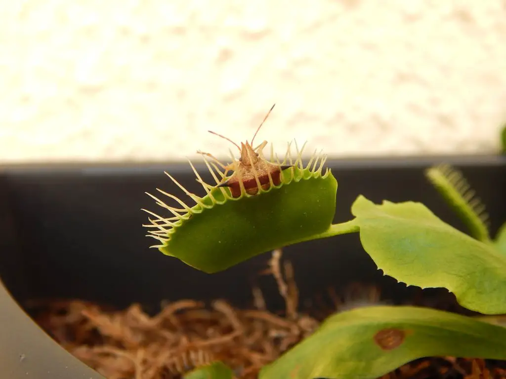 fun venus fly trap facts for kids