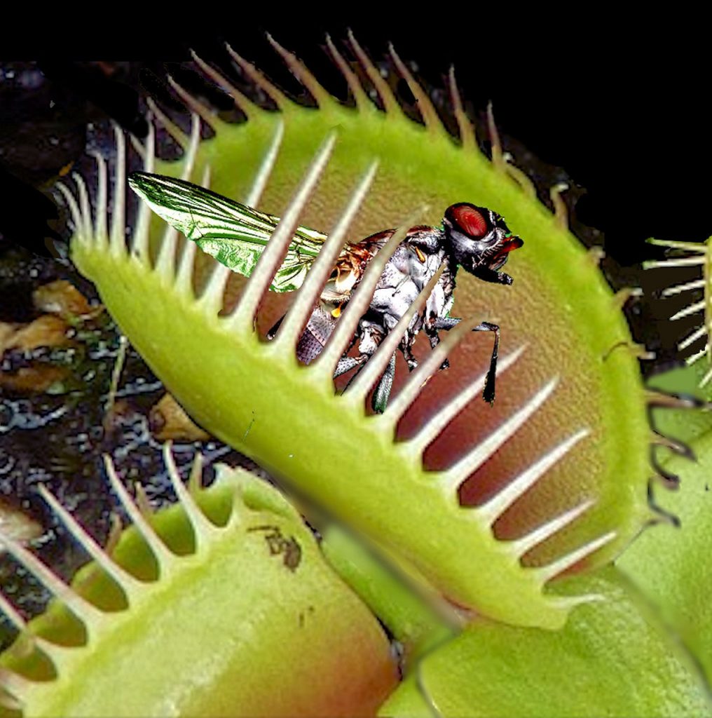 venus flytrap facts for kids