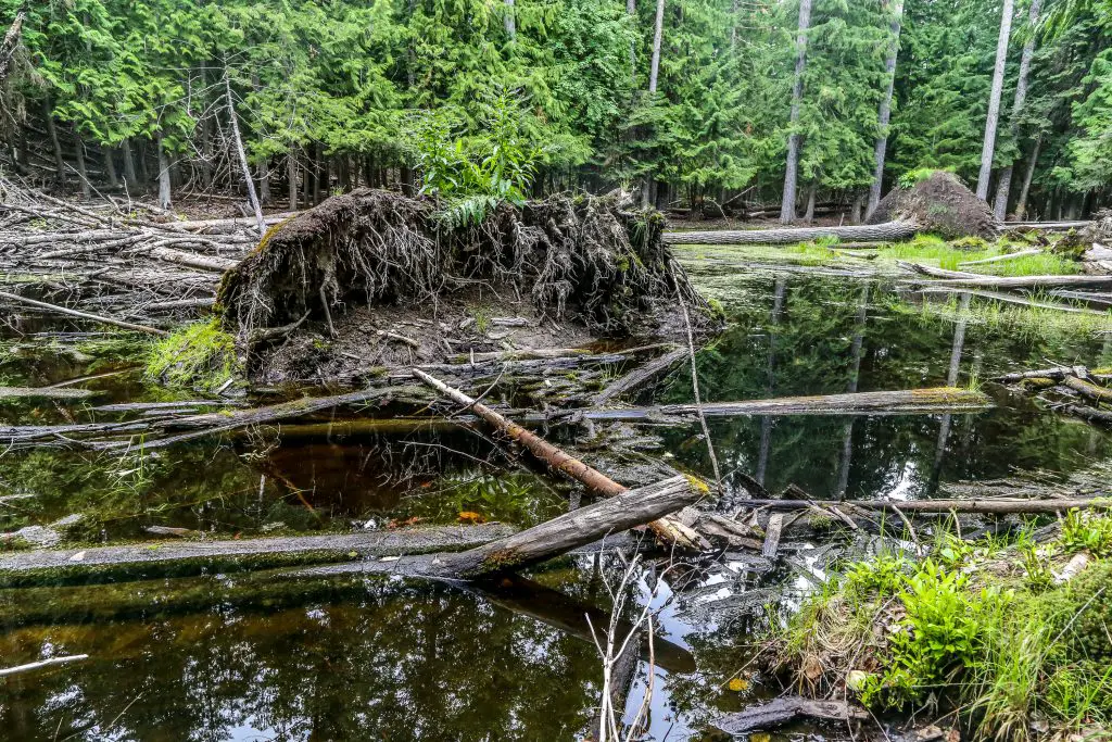 exploring kalispell island