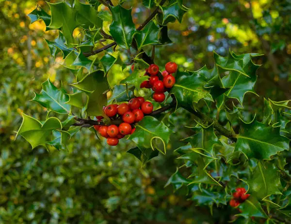 Holly Berries