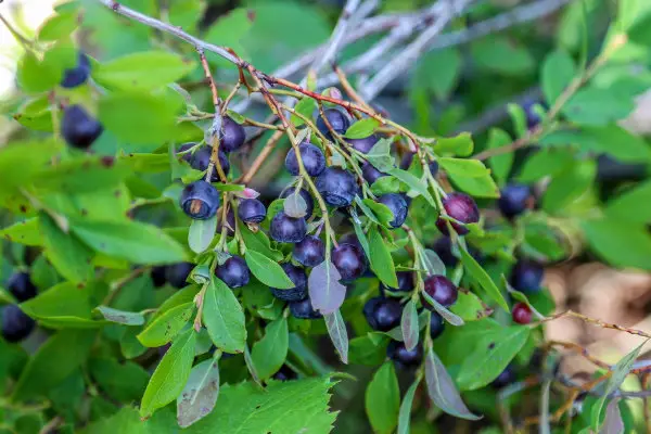 How to identify a huckleberry bush