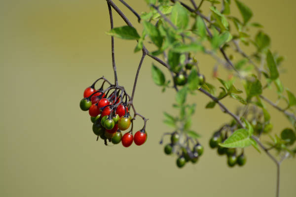 Nightshade berries