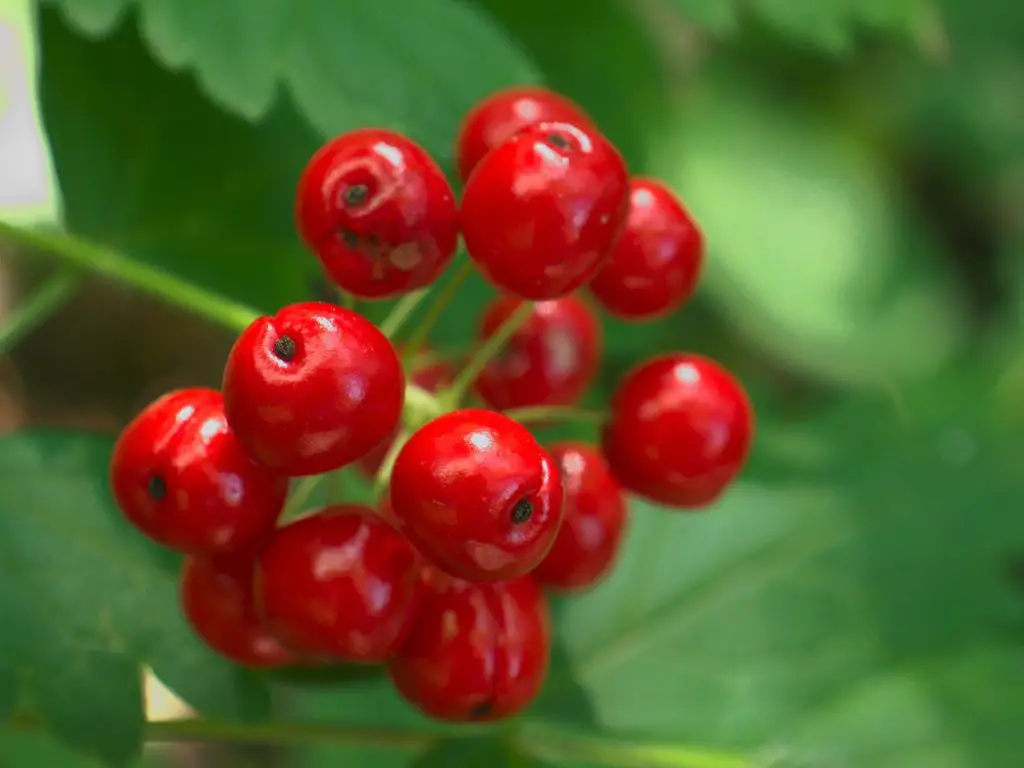 Red Baneberry