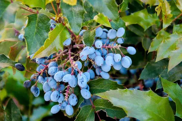 oregon grapes