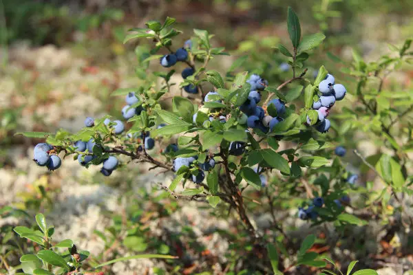 blueberry bush identification