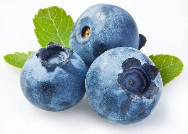 blueberry identification