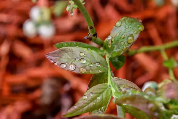 blueberry leaf identification