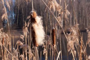 cattail seeds for flammable fire starter