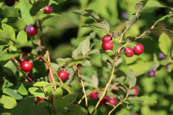 difference between huckleberries and blueberries