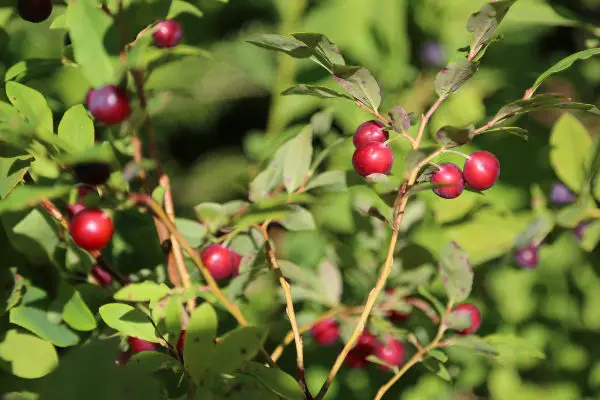 red huckleberry taste