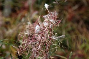 fireweed seeds