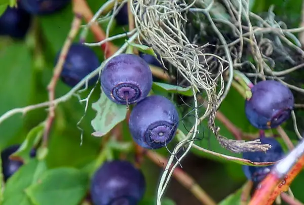 Close Up Of Huckleberry