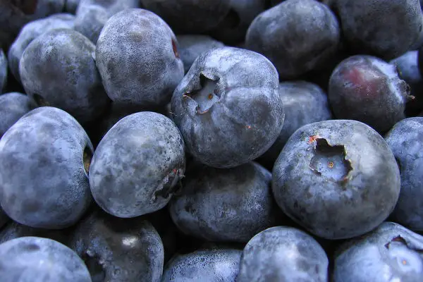 huckleberry vs blueberry identification