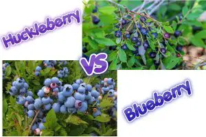 huckleberry vs blueberry logo