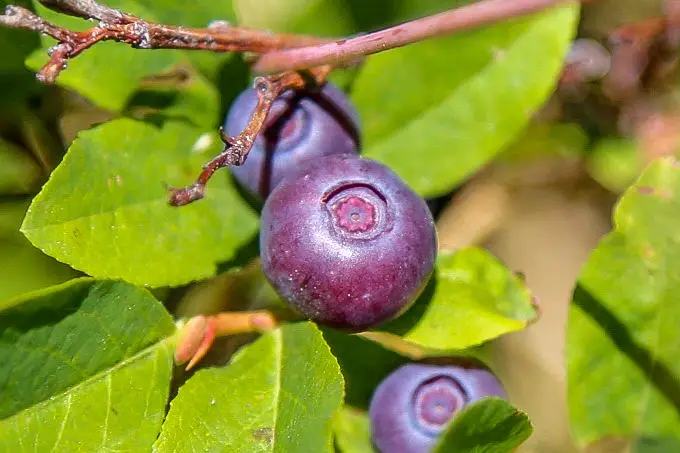 flavor of wild huckleberries