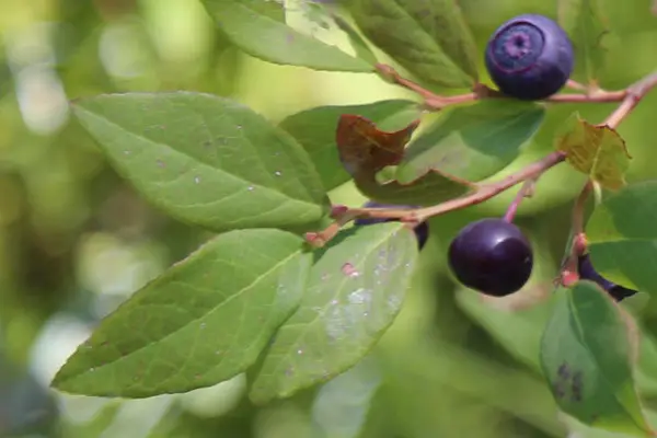 identify a huckleberry bush leaf