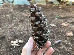 pinecone for starting a fire