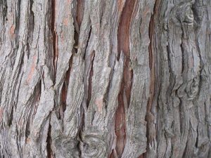 red cedar tree bark for tinder