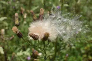 thistle seeds