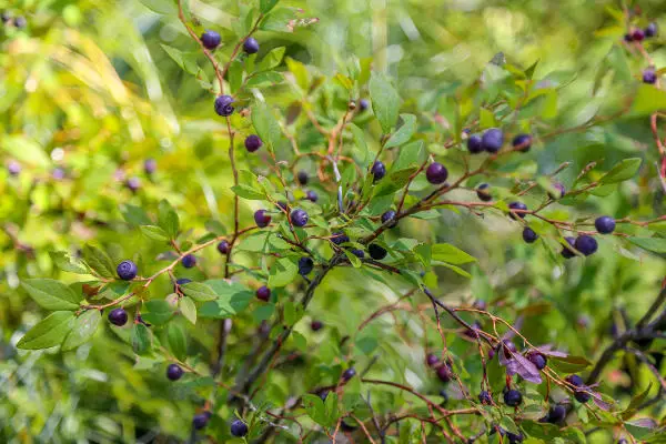 what a huckleberry bush looks like