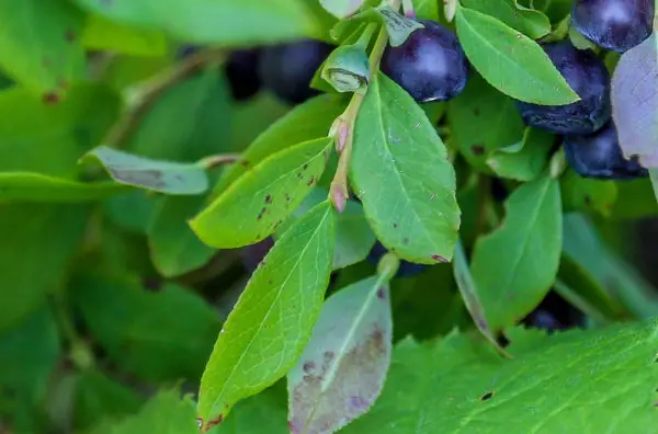 what do huckleberry leaves look like