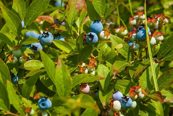 wild blueberry bush in maine