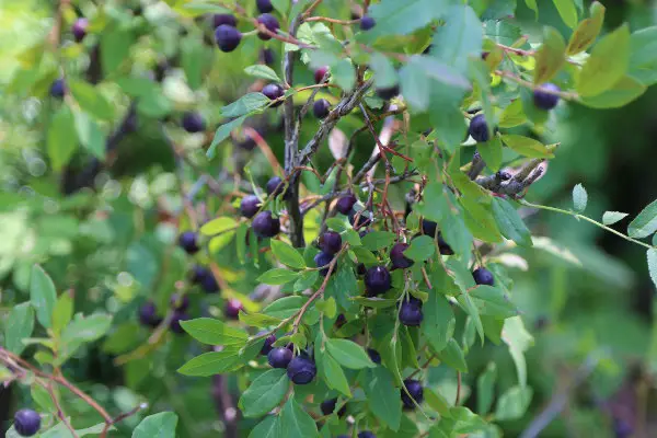 taste of wild huckleberries