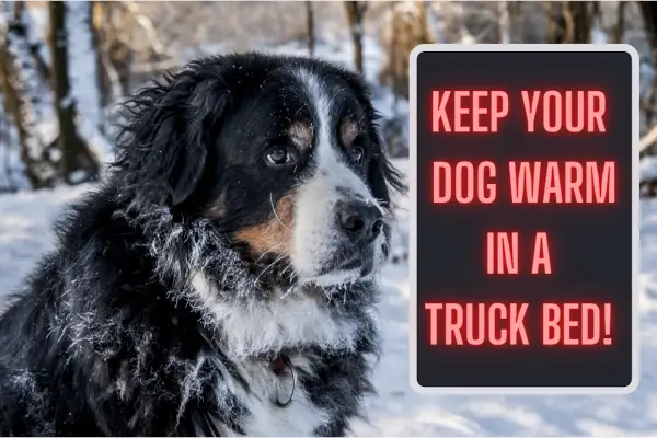 how to keep your dog warm in a truck bed
